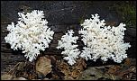 [coralloides-3.jpg]