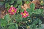 [x_ananassa_Potentilla_palustris-1.jpg]