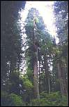 [sempervirens-4.jpg]